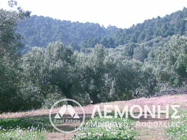 LAND for Sale - CHALKIDIKI 1ST FOOT